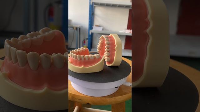 Demo Implant Practice Jaw Model Chinese customize,Dental bridge model Cheap Company Chinese