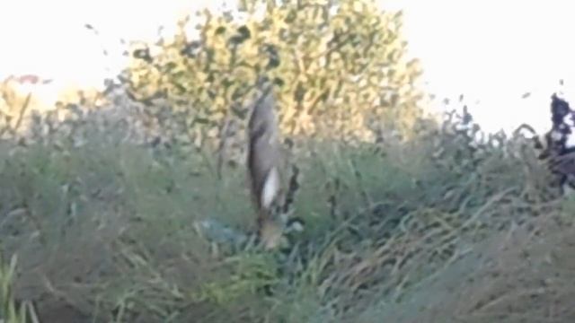 ЛОВЛЯ КРУПНОЙ ТОРФЯНКИ И КРУПНОГО БЫЧКА смотреть онлайн