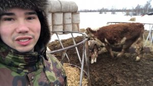 На ферме гости, а дела продолжаются...