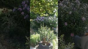 Роза сирийская. Утро 3 августа 22 г.