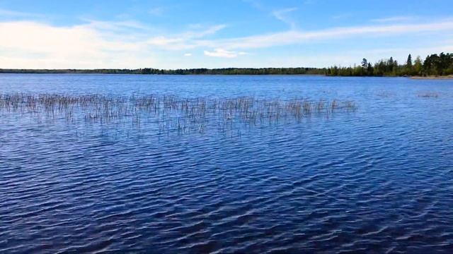На природе: Мелкая рябь на лесном озере смотреть онлайн