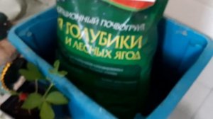 КНЯЖЕНИКА.Отзывы.Посадка и уход сортов княженик из СЕМЯН ?- Описание условий.