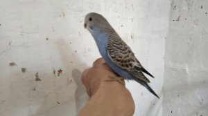 Это важно знать перед тем как заводить волнистого попугая у себя дома!