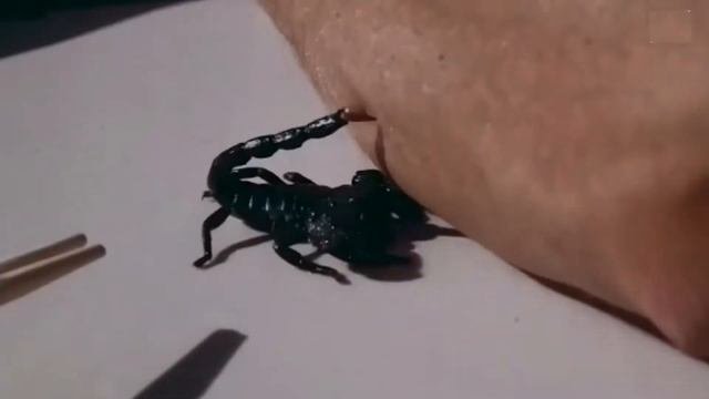 ЧТО БУДЕТ ЕСЛИ УЖАЛИТ СКОРПИОН ? / ПОСЛЕДСТВИЯ УКУСА СКОРПИОНА В РОССИИ