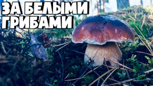 СЕЗОН БЕЛЫХ ГРИБОВ В ЛЕНИНГРАДСКОЙ ОБЛАСТИ! БЕЛЫЕ ГРИБЫ ПОВСЮДУ!