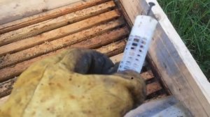 Средне-русская пчела выбирает себе матку. Средне русские Пчелы.