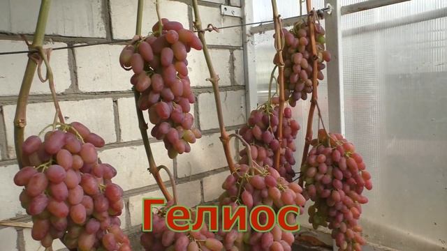 Виноград Беларуси, Лидчина . Сорт винограда -Гелиос.( Аркадия розовая.)