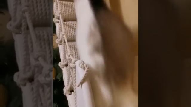 Внимание! Совет года! Как помирить кота и ёлочку смотреть онлайн