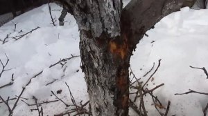 Погибает яблоня, что делать.  Лечение яблони.