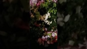 Салат из одуванчика