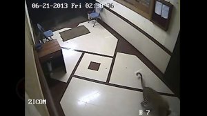 10 Нападений диких зверей на домашних животных