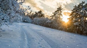 ФУТАЖ ЗИМА ЛЕС СНЕГ