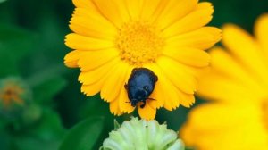 Сборник самых невероятно красивых, трогает до глубины души! Лучшие композиции Сергей Грищук