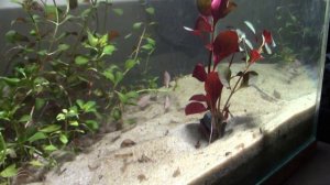 Людвигия перуанская Даймонд, Ludwigia peruensis