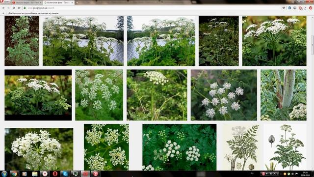 Болиголов пятнистый (Hemlock spotted)
