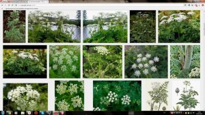 Болиголов пятнистый (Hemlock spotted)