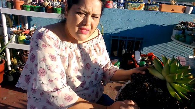 Quitando bbs de mi echeveria agavoides lipstick 💄 смотреть онлайн