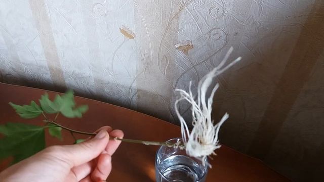 Размножение уличного гибискуса в воде