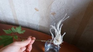Размножение уличного гибискуса в воде