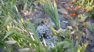 Хасмантиум    широколистный