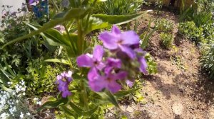 Гесперис (вечерница, ночная фиалка) - недолговечный многолетник. Цветки с четырьмя фиол. лепестками