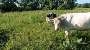 Откорм быков без зерна.