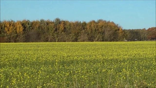 СЕНОКОСНАЯ ПОРА.