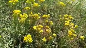 Бессмертник песчаный, цмин (Helichrysum arenarium)