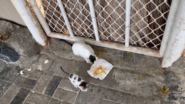 Ramada By Wyndham Beach Hotel Ajman 4* || ОАЭ - Аджман в Ноябре смотреть онлайн