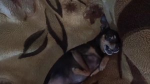 Той Терьер проснулся