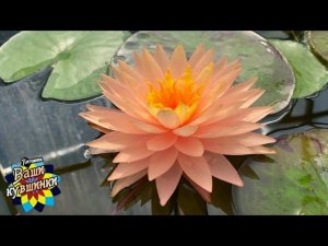 Нимфея Tummaruksa (Туммарукса) кувшинка, waterlily, водные растения, пруд