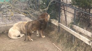 Знаки нежности от двух львов! Тайган Signs of affection from two lions! Taigan