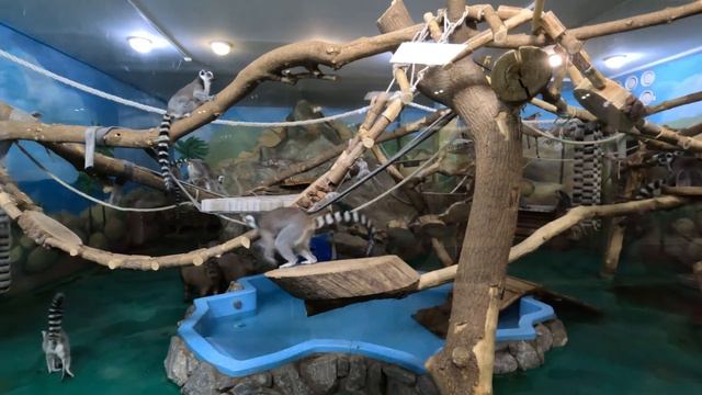 Лемуры и капибары - очень редкий и дружный союз! Новосибирский зоопарк. смотреть онлайн