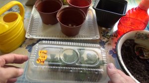 Я так размножаю азалию черенками.