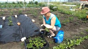 Высаживаем в грунт землянику Желтое чудо