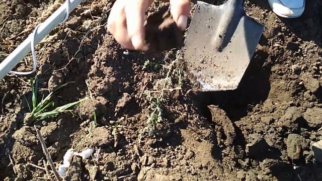 КОП_Металлоискатели Пират,Фортуна М3, Х Терра 705_ Metal Detectors Pirate, Fortuna M3, X Terra 705 смотреть онлайн