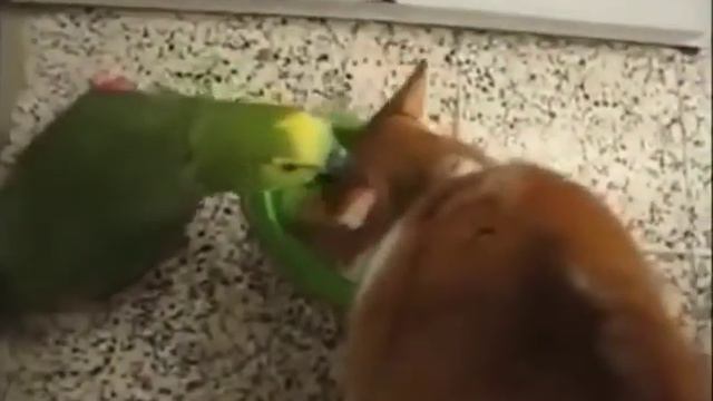 Папугай не даёт коту поесть смотреть онлайн