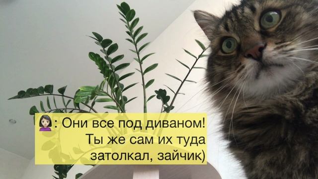 Кот умел говорить