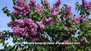 Bunga Lilac | Flower Lilacs on Spring | Flowers with a strong fragrance | @PecintaTanaman-Flora