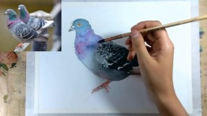 Как нарисовать голубя акварелью, как нарисовать поэтапно птицу красками