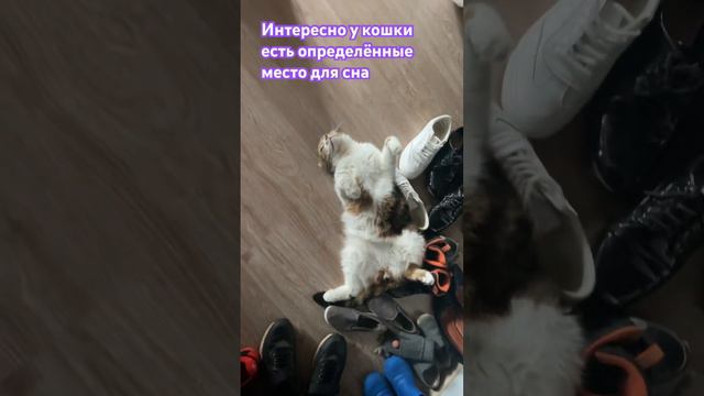 Кот спит где хочет #кошки #рекомендации #домашниеживотные #shortsvideo #рек #кот #котики #кошки2020