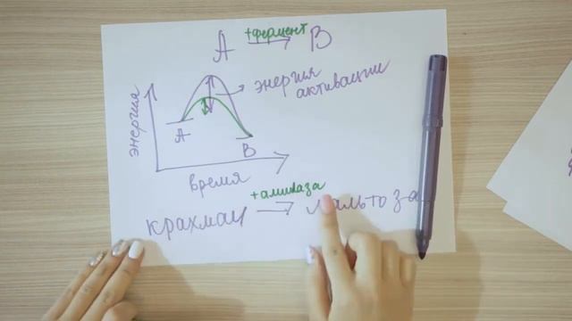 Модель Э.Фишера. Ферментативный катализ