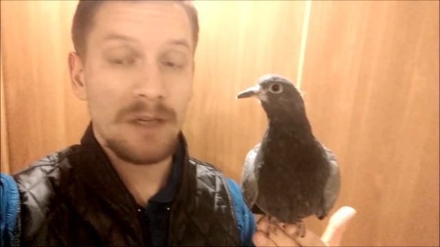 ИМЯ для голубенка??? смотреть онлайн