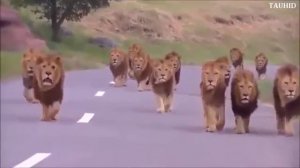 Львы Аллаха 👆 ма ша Аллаh ♥️ 🕊️