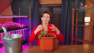 Как вырастить кабачок зимой