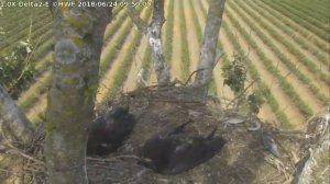 HWF Delta 2 East Eagle Cam