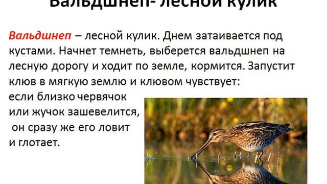 Птицы. Строение птицы. Виды перьев. Виды птиц. смотреть онлайн