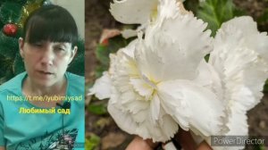 клубневая бегония осенью