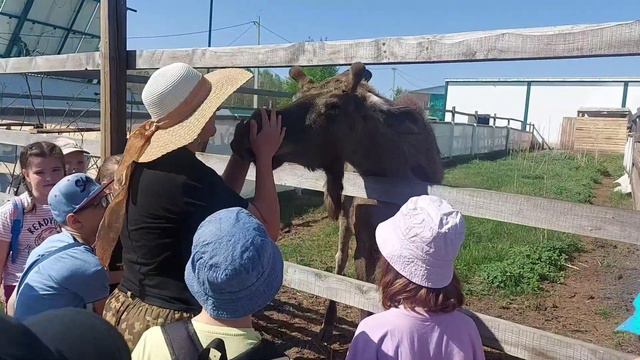 Страусиная ферма экскурсия, "Мастерская экскурсий Марс-тур" смотреть онлайн