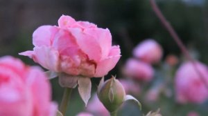 Summer Romance Rose in the Garden